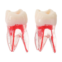 2Pièces Endodontique Plastique Pour Étudiants En Odontologie