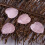 Pink Crystal Heart Stones 4pc 15