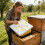 Reliable Fumigation Device For Professional And Home Beekeepers 6