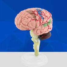 Anatomical Human Brain Model - Disassembled Medical Teaching Aid for Study