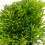 Artificial Green Water Grass for Aquarium - 12cm Plastic Decor 3