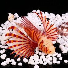 Fluorescence Lionfish Aquarium Ornament, 11.5x7.5x3CM, Vibrant Silicone Decor