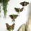 Decorative Wood Wall Shelf Specially Designed For Plant-ms9539 3