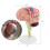 Anatomical Human Brain Model - Disassembled Medical Teaching Aid for Study 3