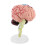 Anatomical Human Brain Model - Disassembled Medical Teaching Aid for Study 5