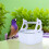 White Plastic Bird Perch Stand with Tray for Parrot Training 3