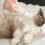 Effective Pet Hair Management System Using variable pace-grey 5