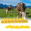 Yellow Cow Ear Tags 001-100 Farm Use 14