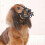 (3)Pet Dog Mouth Muzzles Soft Silicone Adjustable Breathable Dogs Anti Bark Bite Chew Muzzle Training 1