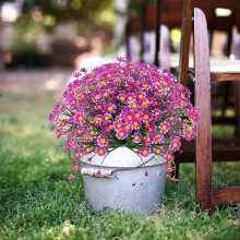 (Rose Red) 4pcs Artificial Daisy Flowers Artificial Flowers Green Plastic Shrubs Fake Flowers Indoor Outdoor (White)