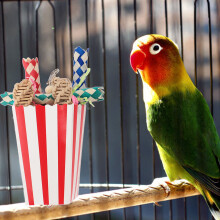 Colorful 3pcs Foraging Cup Bird Toy Set for Parrots & Budgies