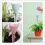 3pcs Automatic Drip Irrigation Balcony Adjustable Irrigation Systems 5