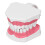 Teeth Model Tooth Brushing Practice Dental Teaching Study Tool with Brush Set Kit 1
