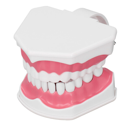 Teeth Model Tooth Brushing Practice Dental Teaching Study Tool with Brush Set Kit