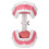 Teeth Model Tooth Brushing Practice Dental Teaching Study Tool with Brush Set Kit 3