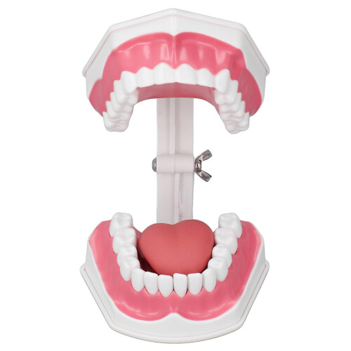 Teeth Model Tooth Brushing Practice Dental Teaching Study Tool with Brush Set Kit 2