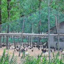 (4x5m) Heavy Anti Bird Netting Net Garden Fence And Crops Protective Fencing Mesh Anti Bird Deer Cat Dog Chicken - POP