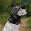 Dog Sun Visors With Ventilation Design Regulable For Comfort-M 2