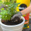 All Purpose Peat Free Compost 50L | Nutrient Rich Garden Bag 4