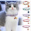 (Black shell blue light)Colorful Flower Collar for Cat Bell Collar Decorative Dog Collar Adjustable 2