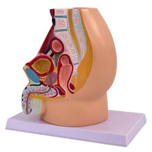 Male Pelvic Cavity Anatomy Model Anatomical Male Reproductive System Model for Obstetric Training and Demonstrations