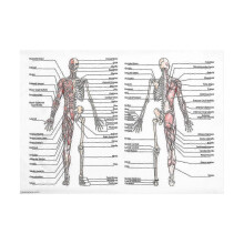 Human Anatomy Poster Set Featuring Skeletal and Muscular Systems - Educational Wall Charts for Classrooms or Study