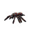 Tuffy Desert Tarantula, 1 Each 1