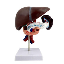 Life-Size Human Anatomy Model of Digestive System - Detailed Stomach, Liver, Gallbladder, Pancreas, and Duodenum Organs