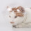 Breathable Cat Muzzle with Adjustable Fit Prevent Biting & Licking for Grooming 16