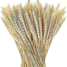 100 Natural Wheat Ear Dried Flowers Pack for Home Decor and Plant Bouquets in UK Interiors