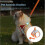 (XS,Green)Stimuli Cat Harness,Soft Breathable Adjustable No Choke No Pull Escape Proof 3