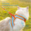 (XXS,Orange)Stimuli Cat Harness,Soft Breathable Adjustable No Choke No Pull Escape Proof 4