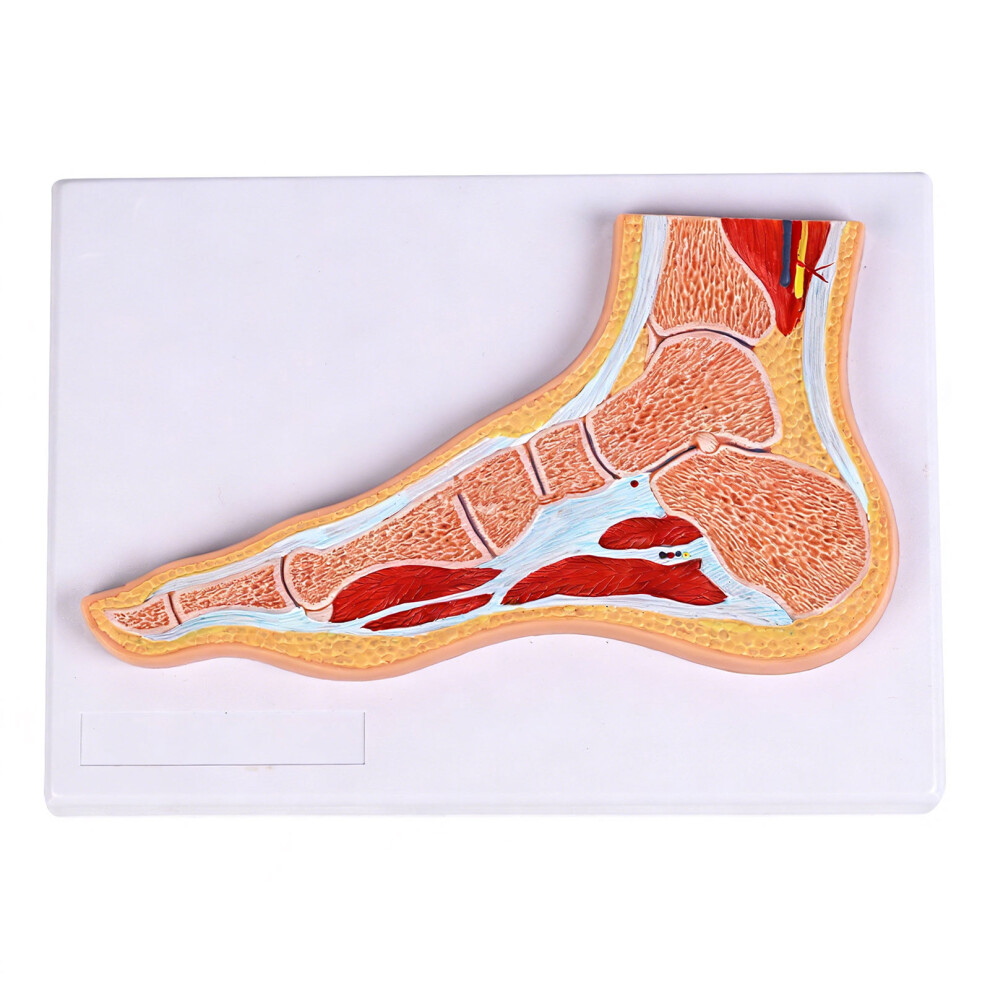 Sectional Anatomical Ankle Foot Joint Model For Education And