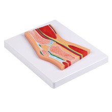 Sectional Anatomical Patella Knee Joint Model For Education And