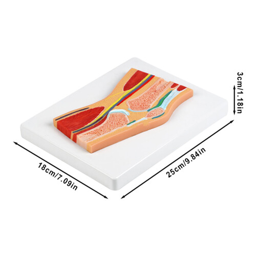 Sectional Anatomical Knee Joint Model For Anatomy Education 2