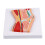 Sectional Anatomical Knee Joint Model For Anatomy Education 7