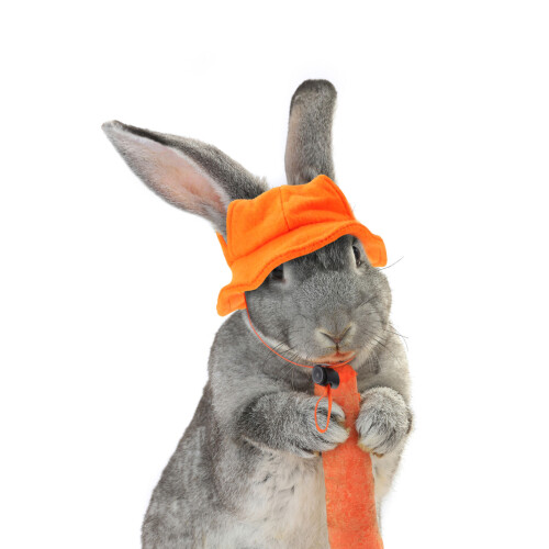Mini Chapeau Pour Animaux, Accessoire De Costume Pour Petits Animaux 2