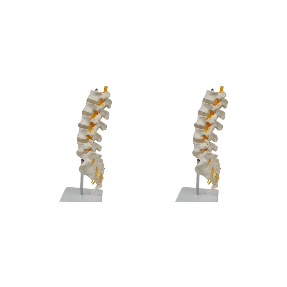 2X Teaching Equipment Model 5-Segment Lumbar Spine With Sacral Accessory Orthopedic Teaching Display Teaching Aids 4713101958236