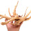 2pcs Rhododendron Root Driftwood for Aquarium 5