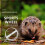 Roue D'exercice Pour Hamster Hérisson Couleur 8