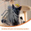 2Pcs Durable Plush Cat Teasing Sticks Interactive Toys for Indoor Cats 5