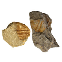 2Pièces Modèles De Fossiles Trilobite Décoration Colorée Table Enfant