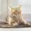 Collare Per Gatto In Di Alluminio Con Campanello Regolabile 3