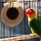 Unbranded  Hermit Crab Cage Coconut Shell Bird Nest Breeding 3