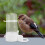 2Pcs White Plastic Poultry Drinking Fountain Automatic Bird Feeder 7