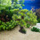 Resin Aquarium Tree Decor For Fish Tank 1set 7