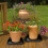 2pcs Black Planter Tray Square Drip Tray For Indoor Planting 2