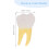 Molar Model Simulated Anatomical Tooth Specimen 2
