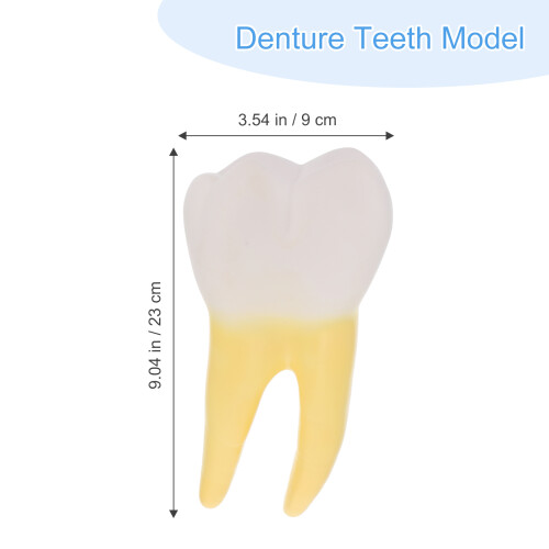 Molar Model Simulated Anatomical Tooth Specimen 1