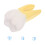 Molar Model Simulated Anatomical Tooth Specimen 4